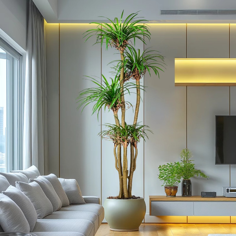 Indoor/Outdoor Home Tree Simul - Dracaena Marginata avis et prix