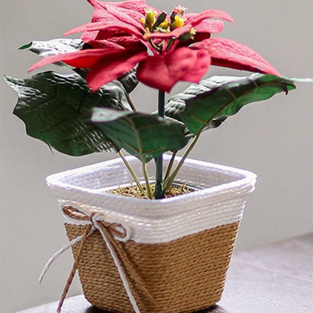 Paper Rope Braided Braided Flo - Pilea Peperomioides avis et prix