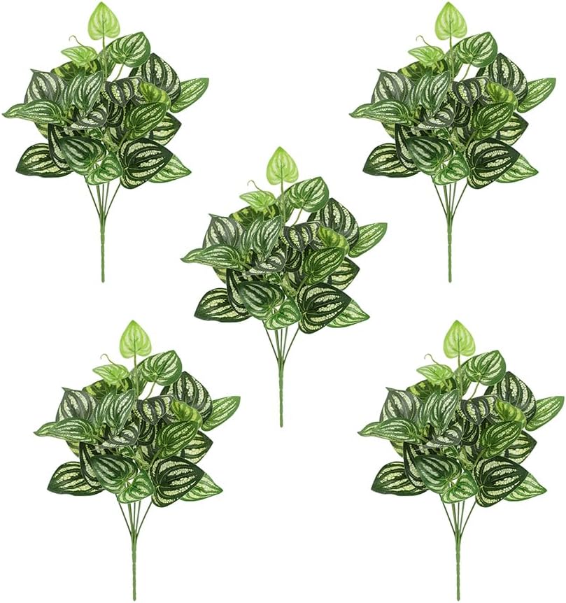 5Pcs Watermelon Peperomia Arti - Peperomia Watermelon avis et prix