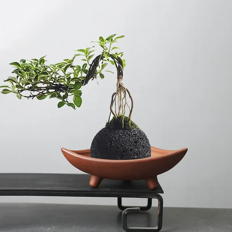 Personalized Ceramic Flower Po - Pilea Peperomioides avis et prix