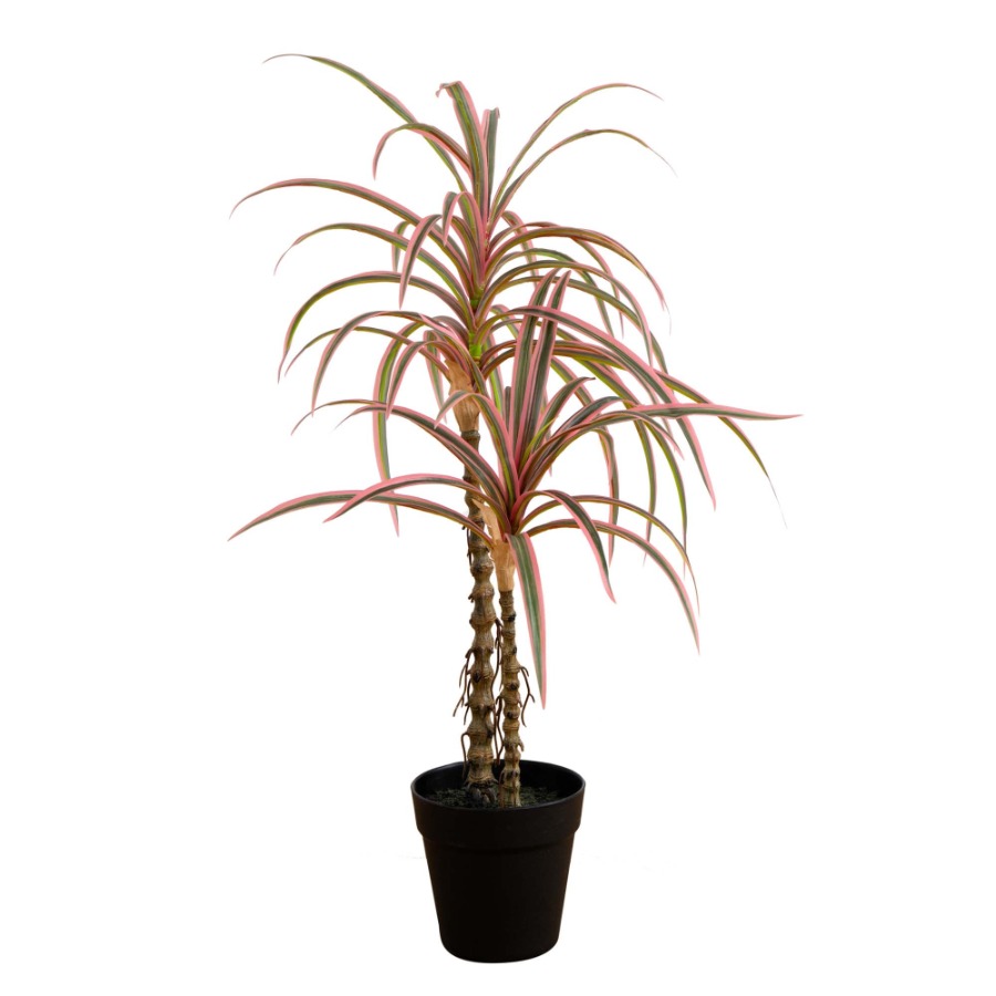 Dracaena Marginata Artificial  - Dracaena Marginata avis et prix