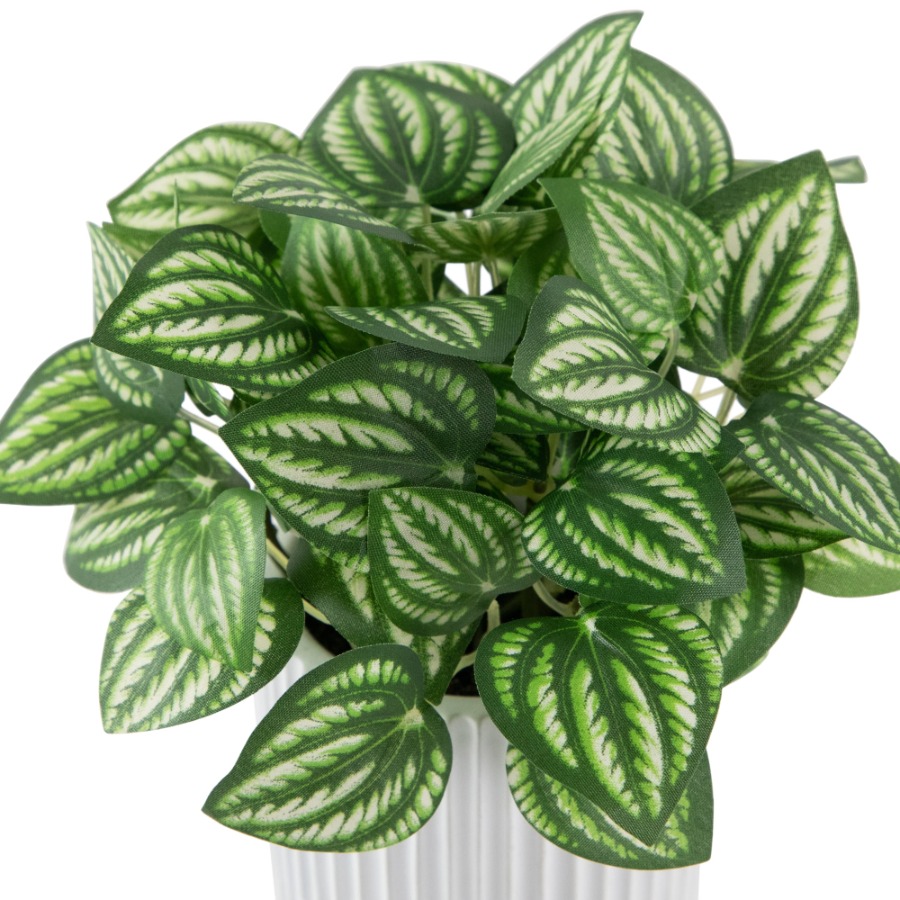 Artificial Watermelon Peperomi - Peperomia Watermelon avis et prix