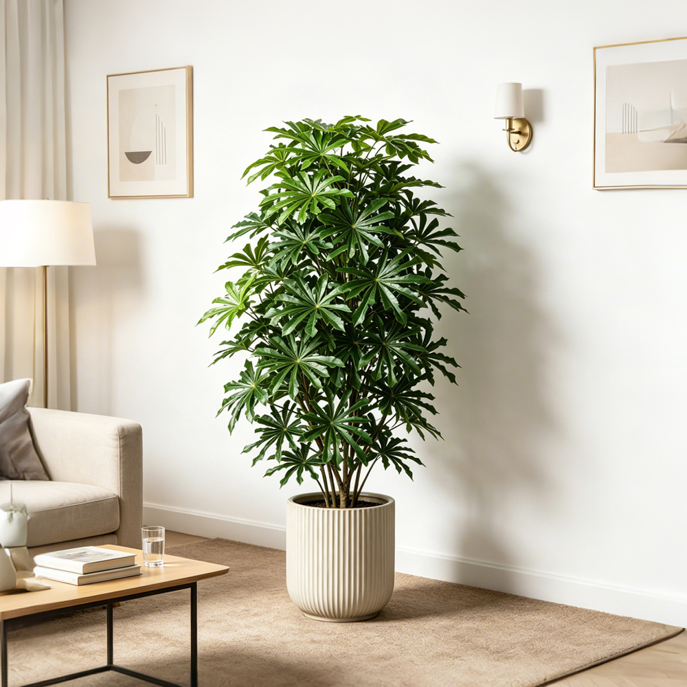 80-96cm Large Artificial Cassa - Ficus Lyrata Tree avis et prix